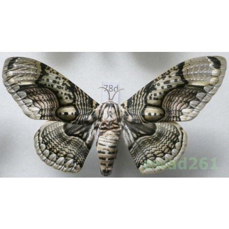 Brahmaea hearseyi White, 1862 male ex. ovo China 111mm78d